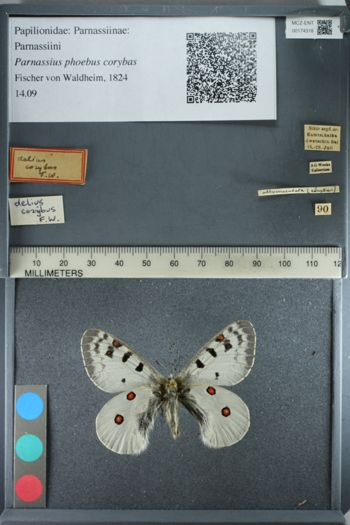 Media type: image;   Entomology 174318